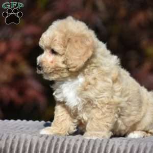 Lincoln, Bich-Poo Puppy